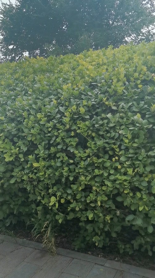 25.绿篱布置