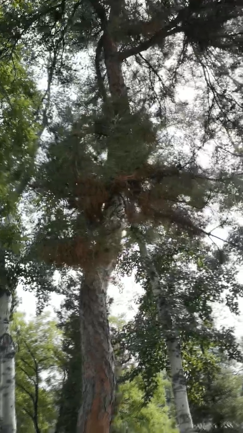 9.乔灌木种植